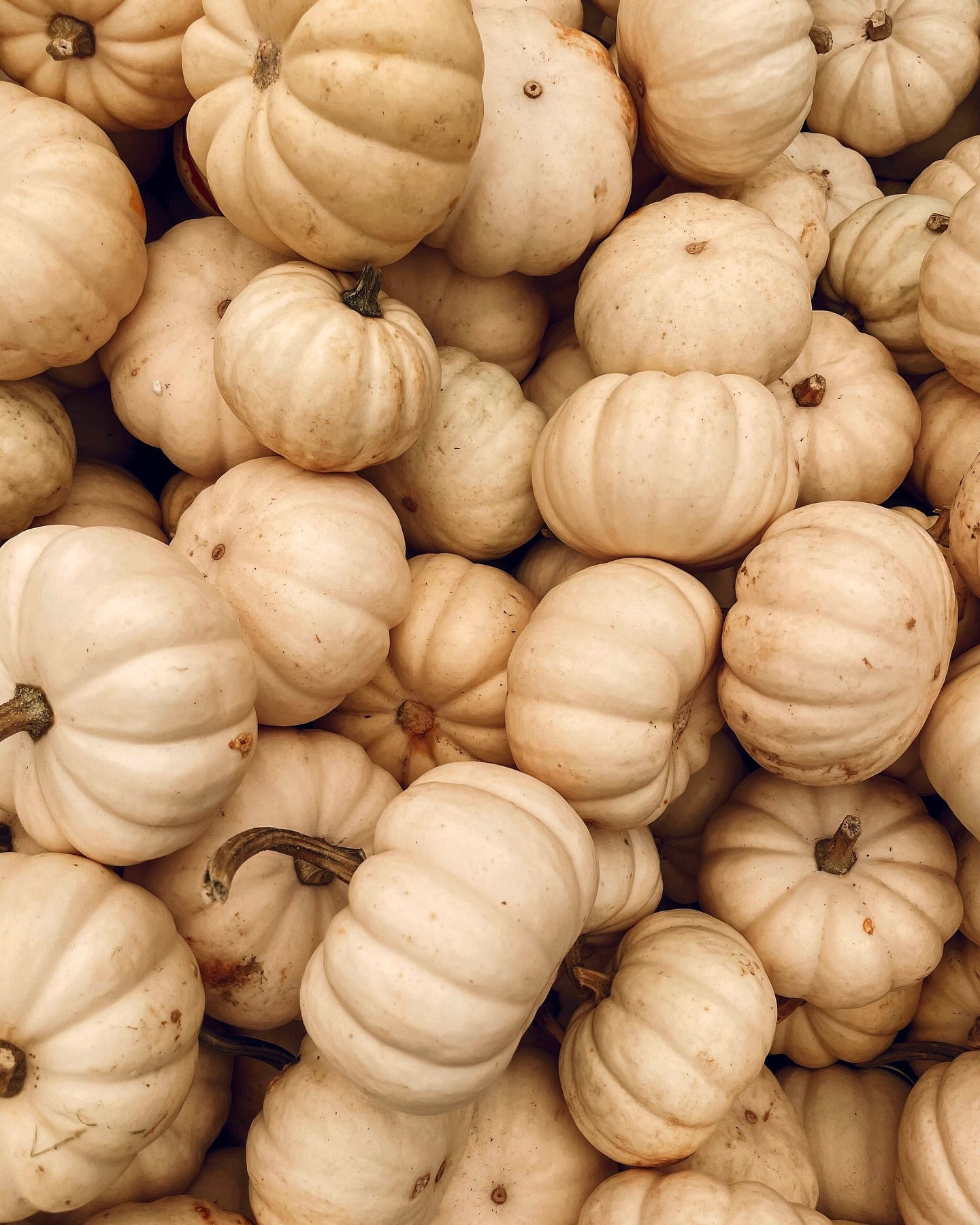 Bougie Citrouille Blanche Ambrée